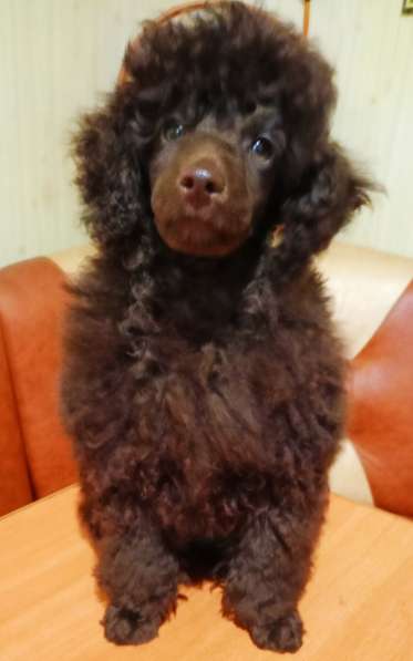 Той пудель черного окраса в Санкт-Петербурге фото 6
