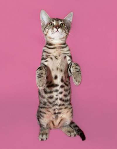 подросток Тигра очень хочет домой! в Санкт-Петербурге фото 5