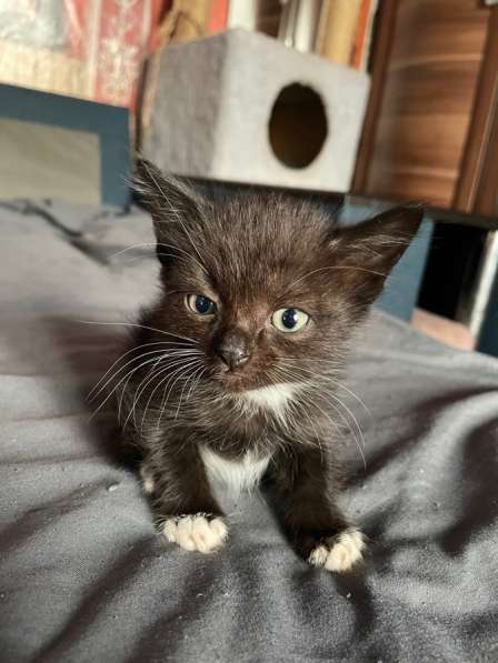 Котята в Кемерове фото 6