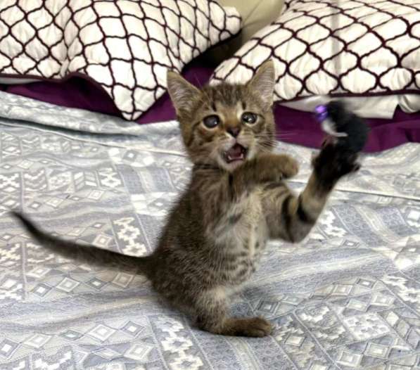 Особенный котёнок Гномик в самые добрые руки в Москве фото 9