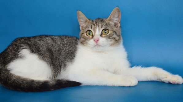 Ищут дом Сёма и Сева в Москве фото 6