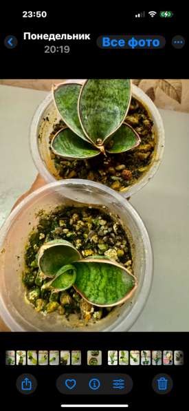 Сансевиериии в Новокузнецке фото 4