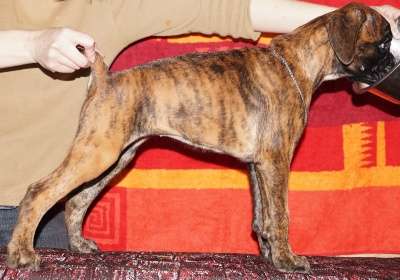 Немецкого боксера щенок с родословной в Перми фото 4