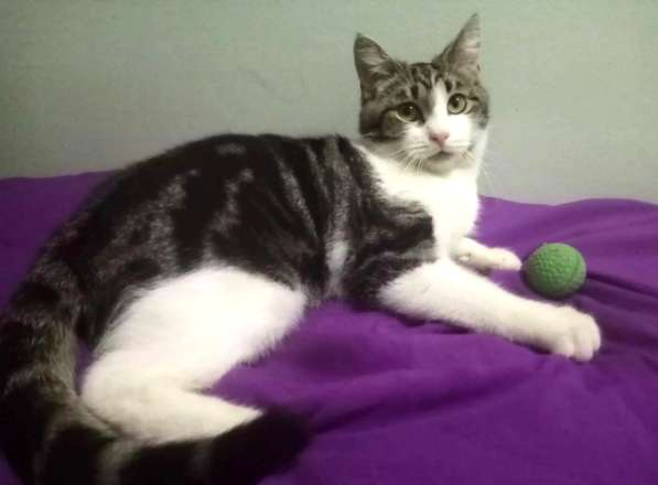 Котенок в добрые руки. Тошка-добрая душа в Москве фото 29