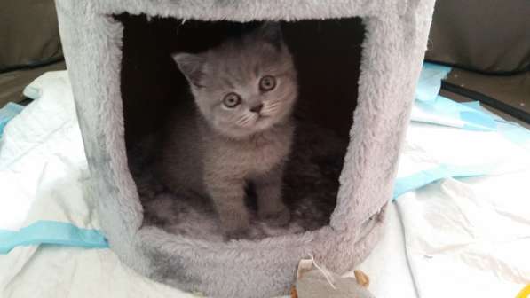 Британские короткошерстные котята в фото 17