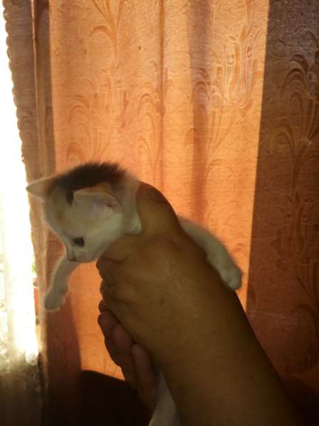 Котята в добрые руки в Дмитрове