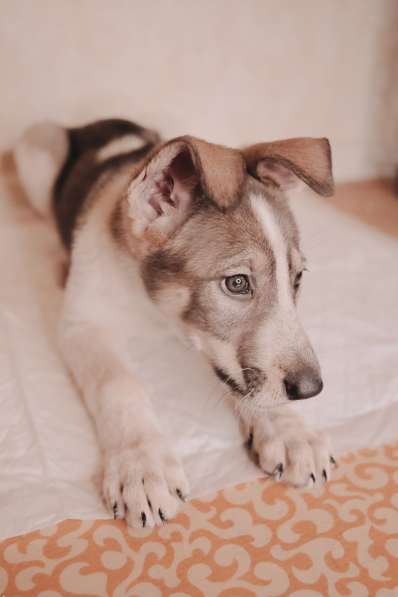 Забавный щенок в добрые руки