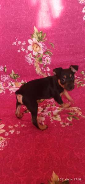 Щенки той терьера в Челябинске фото 7