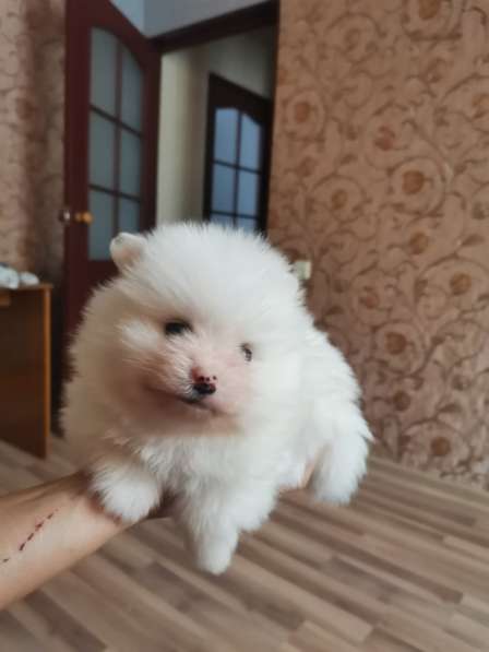 Щенки шпица в фото 6