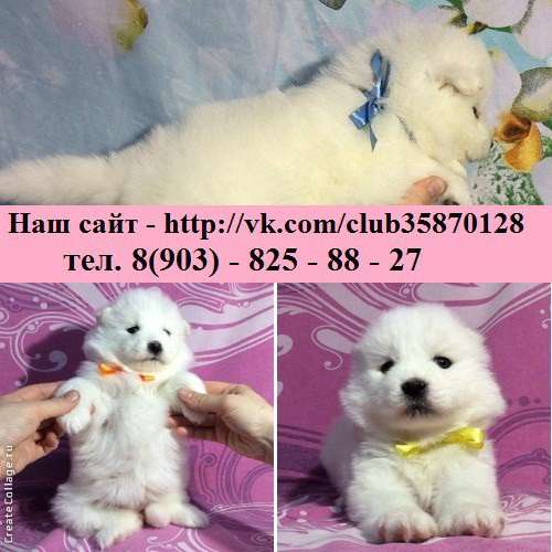 Белоснежные "мишки" самоедики