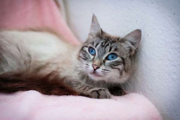 Молодая кошечка Барселона в добрые руки в Москве фото 7