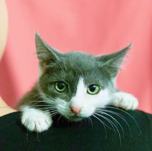 Котенок Мушка ищет дом в Москве фото 5