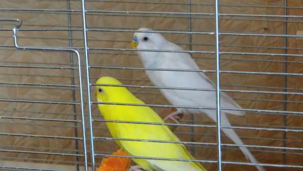 Продам птенцов волнистого попугая в Луховицах фото 4