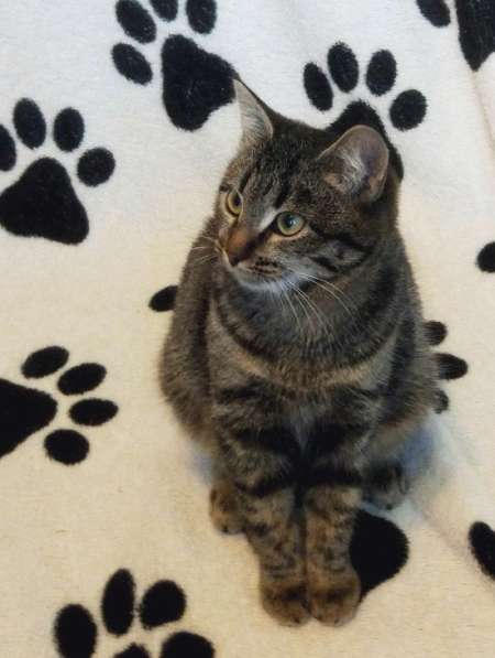 Мраморная красавица Маргоша ищет дом! в Москве фото 4