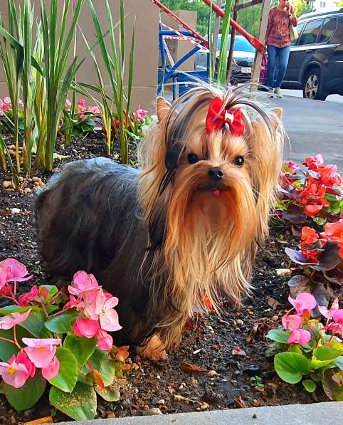 МИНИ МАЛЬЧИК РКФ в Москве фото 6