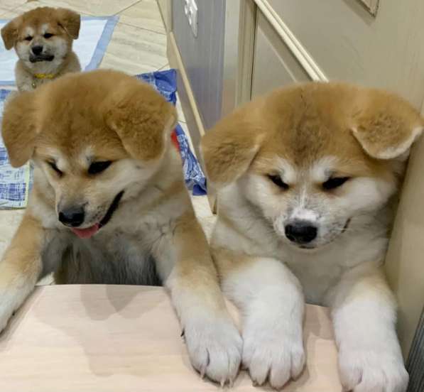 Щенки Акита-ину в Москве фото 16