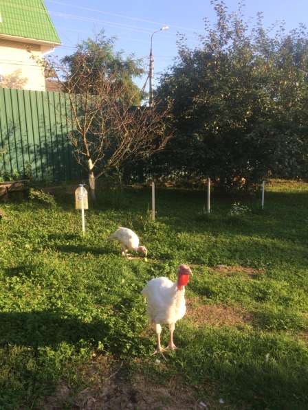 Продаётся участок ИЖС в Москве фото 7