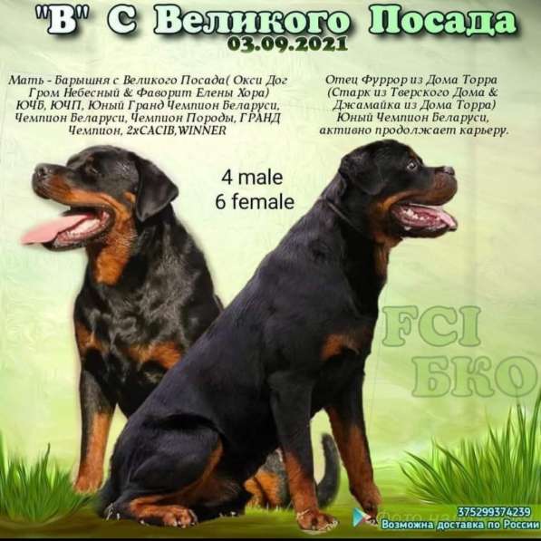 Ротвейлер в фото 4