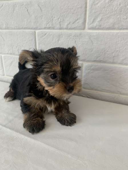 Йоркширский терьер в Москве фото 3