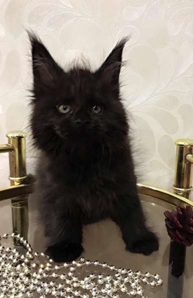 Maine Coon black girl
