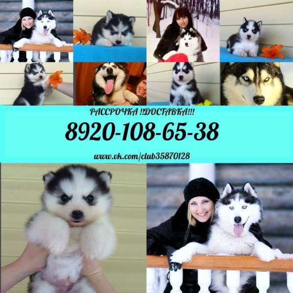 Черно-белые голубоглазые хаски в Белгороде