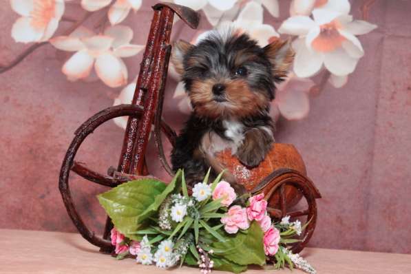 Продается малыш Йоркширского терьера в Москве фото 3