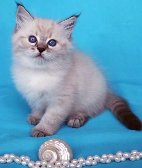 Сибирский котёнок Кэмерон