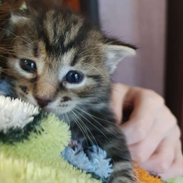 Курильчата в Саранске фото 7