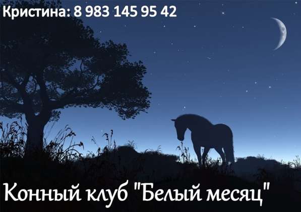 Конная прогулка в Красноярске фото 30