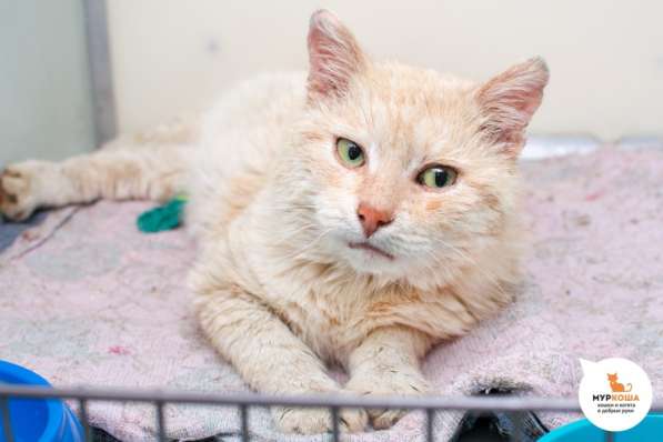 Главный приз за ласковый характер присвоен Капучино