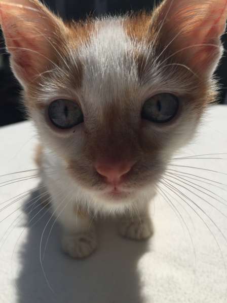 Котята в Кисловодске фото 63