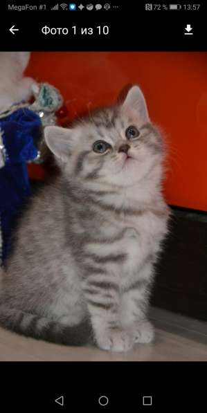 Продаётся шотландский прямоухий котёнок