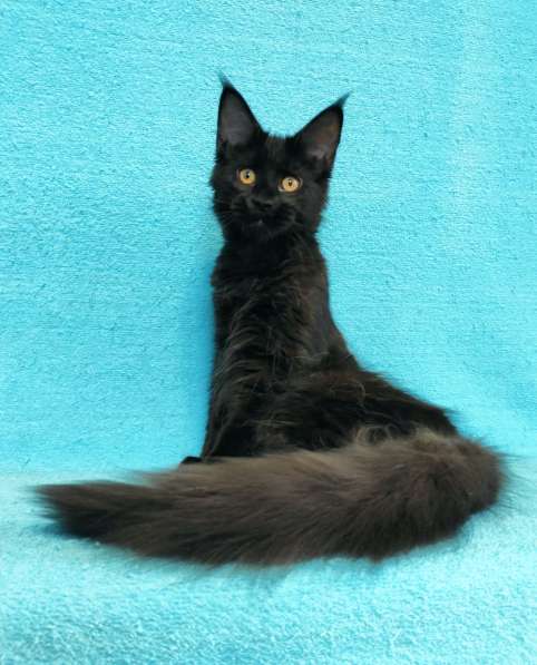 Кошечка мейн-кун из питомнника в Казани фото 8