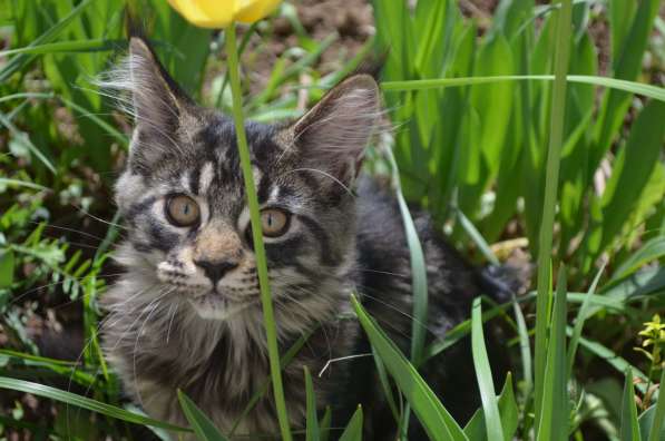 Котята Мейн кун Maine Coon Kittens в Лыскове фото 6