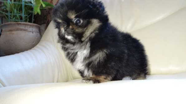 Щенок померанского шпица- микро - медвежонок в фото 35