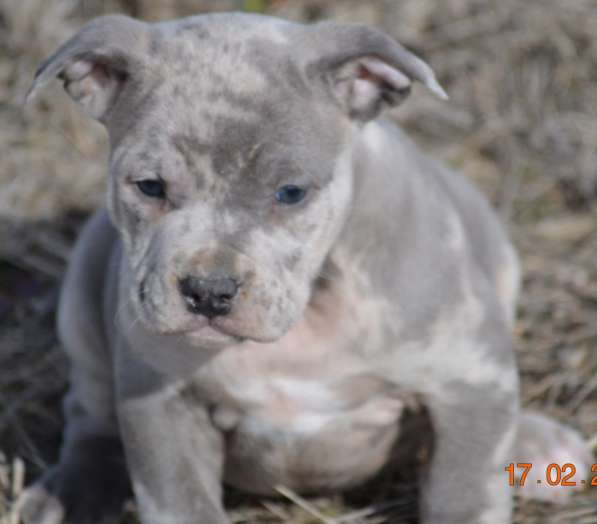 Американ Булли голубой мерле Мальчик хулиган в фото 13