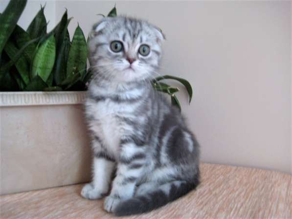 Отличный котик в Казани фото 3