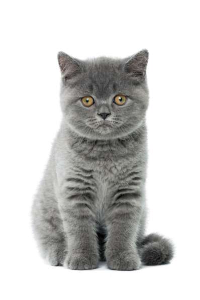 Британские короткошерстные голубые котята