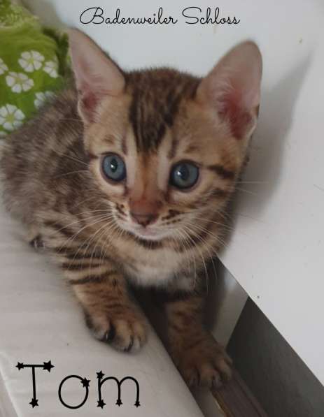 Kitten Bengal в фото 3