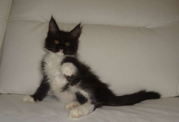 Ламборджини кошечка мейн кун в Москве фото 22