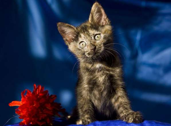 Ищут дом котята Альфа, Мышка и Рыжик в Москве фото 18