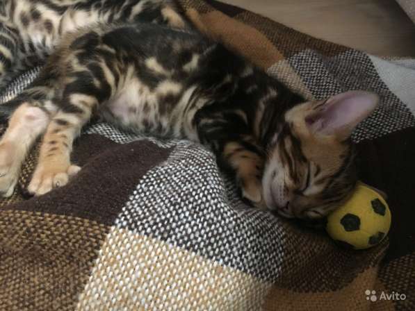 Бенгальский богатырь в Санкт-Петербурге фото 7