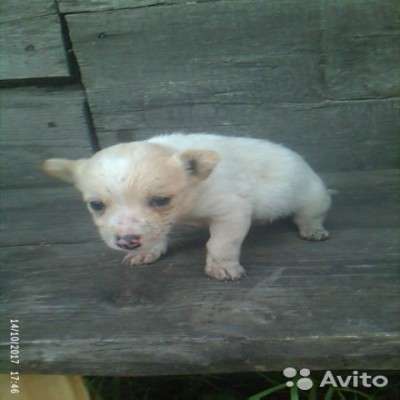 Отдам щенков дворняжки в Ленинск-Кузнецком фото 7