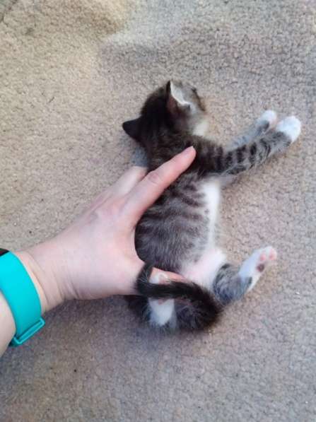 Элитная Бенгальские Снежный барс котятки в Санкт-Петербурге фото 69