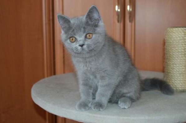 Очень красивые и ласковые котята! 2 месяца в Обнинске фото 11