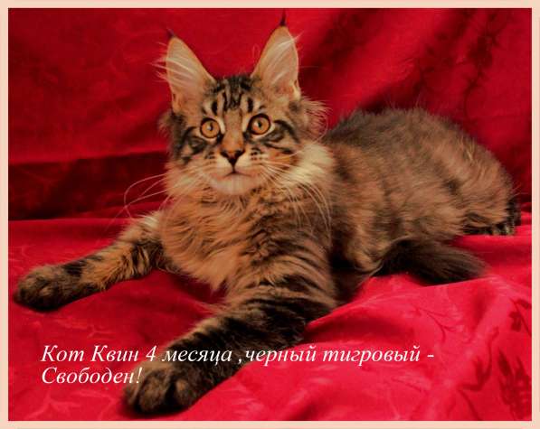 Продажа котят породы Мейн-кун в Омске фото 8