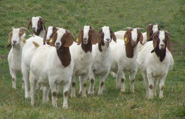 Племенные козы Бурской породы (Скот из Европы класса Элита)