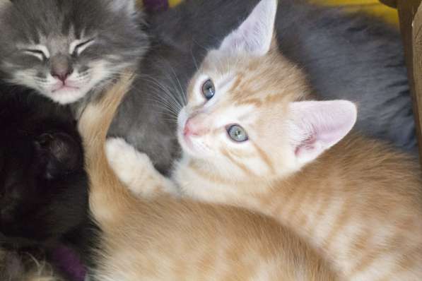 Подарим котяток добрым людям в Москве