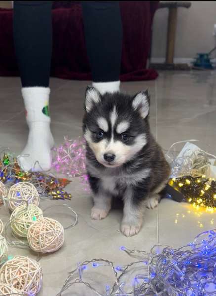 Pomsky Puppys в Санкт-Петербурге фото 6