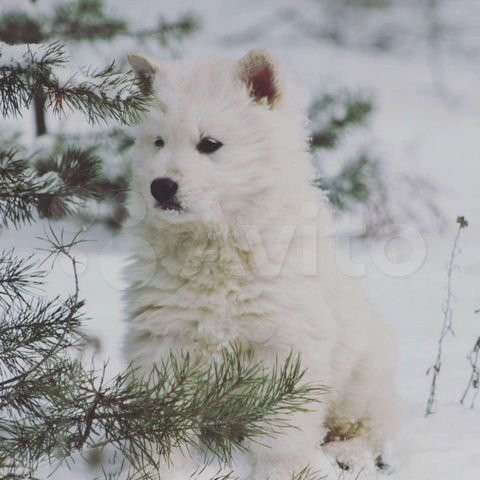 Щенки БШО в Москве фото 61